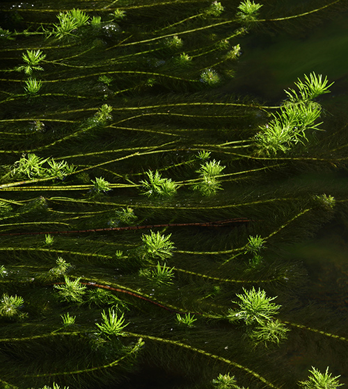 Submerged freshwater aquatic plants illustrating aquatic ecology assessments and river restoration services