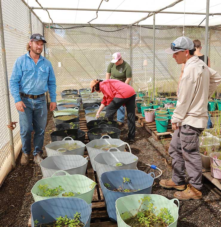 Consultants and researchers inspecting aquatic plants in tub cultures inside a shadehouse for ecological restoration