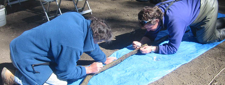 Ecologists examining a wood specimen on a tarp during field research and aquatic monitoring by Gyre & Gimble Consulting