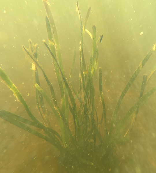 Submerged aquatic vegetation in freshwater ecosystem during aquatic ecology field survey