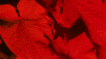 Leash _ In The Leaves music video