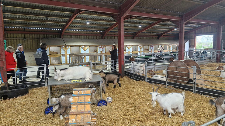 Goats in a barn with hay bedding and people observing. A goat rests on a platform. The atmosphere is calm and rustic.