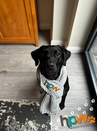 Meet Hugo – Our HPW Barkitecture CEO!