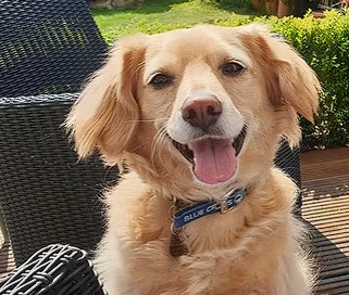 Murphy, Chief Barkitecture Client at HPW Architecture
