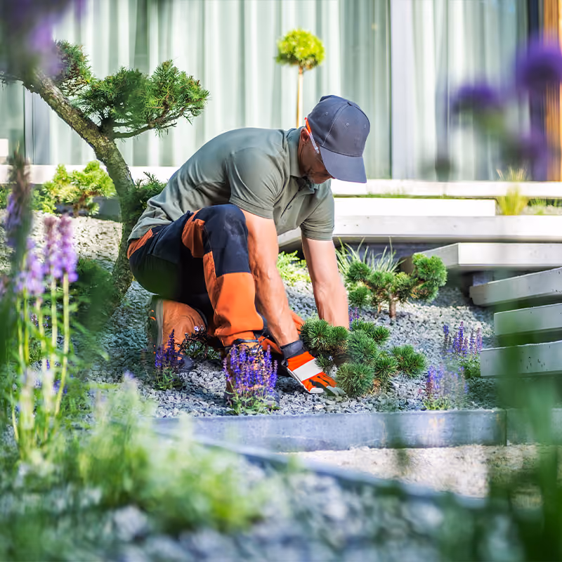 Gartenpflege: Gärtner setzt Pflanzen in ein Beet