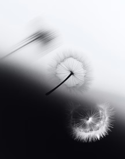 Black and white close-up of two dandelion seed heads with delicate wispy seeds.