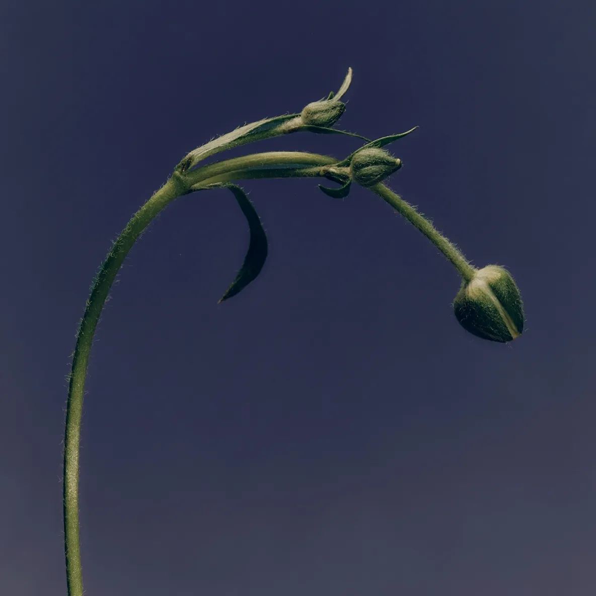 A single flower stem arching toward the light