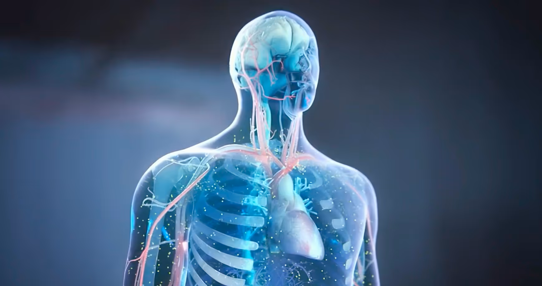 Transparent human upper body showing skull, ribcage, heart, blood vessels, and lungs.