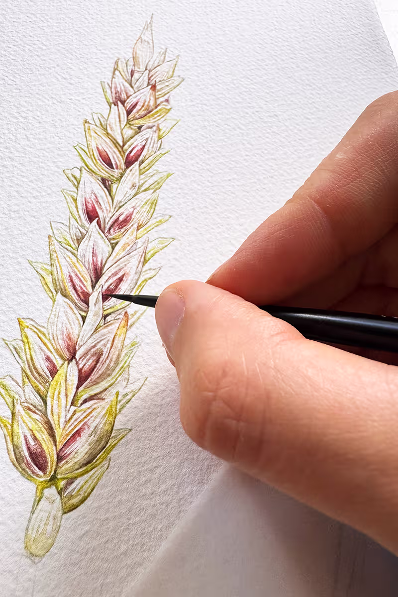 Aquarell von Rotkorn Ähren wird mit einem feinen Pinsel gemalt.