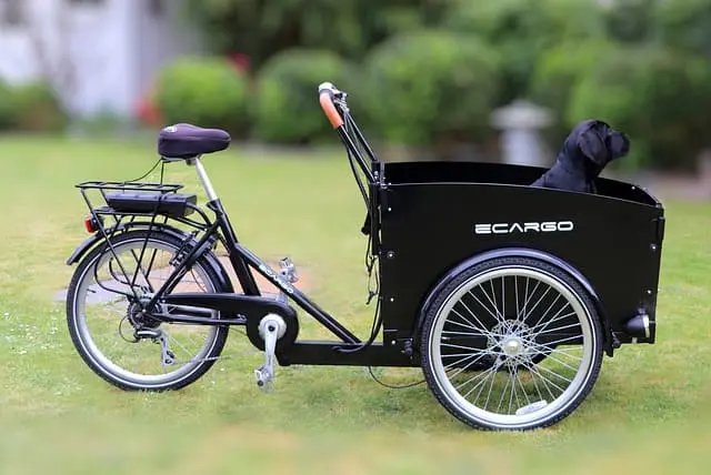 Hund sitzt in einem Lastenrad - UVV Fahrrad