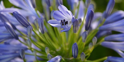 Nahaufnahme einer violett-blauen Blüte mit unscharfem grünen Hintergrund