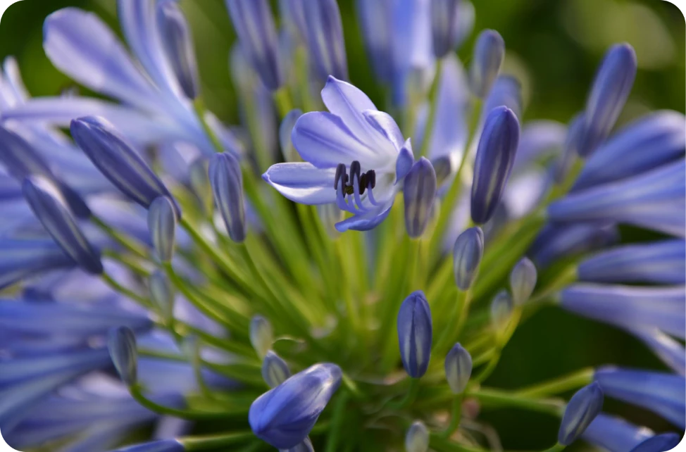 Nahaufnahme einer violett-blauen Blüte mit unscharfem grünen Hintergrund