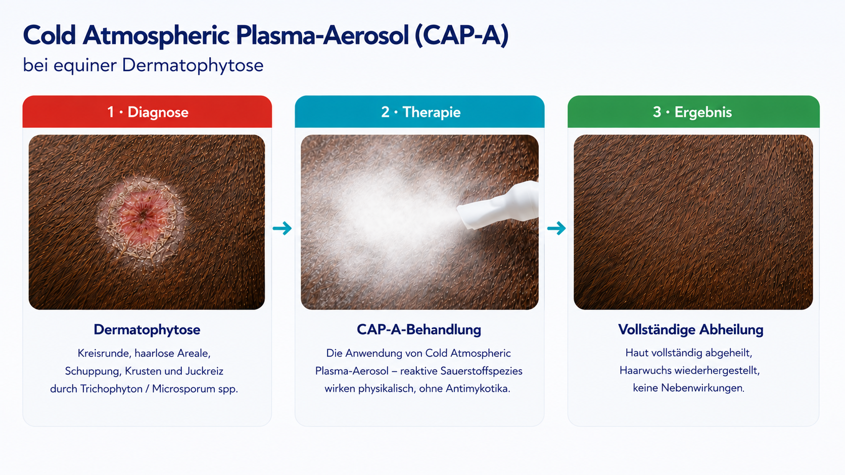 Eine dreiteilige Infografik mit dem Titel „Cold Atmospheric Plasma-Aerosol (CAP-A) bei equiner Dermatophytose“. Gezeigt wird ein medizinischer Ablauf in drei chronologischen Schritten, die durch Pfeile verbunden sind: Diagnose, Therapie und Ergebnis.