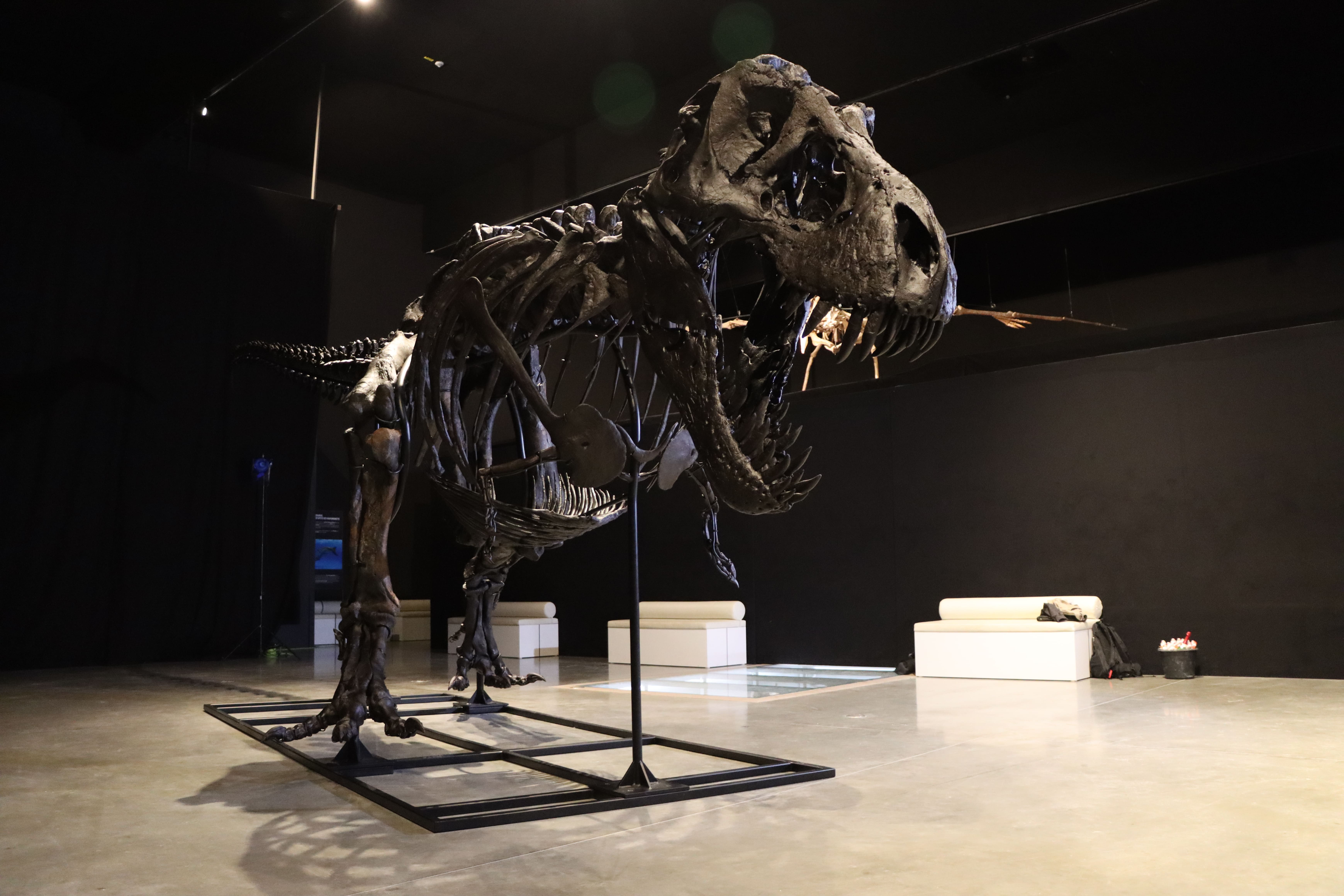 Skeletal mounting T-Rex Peter