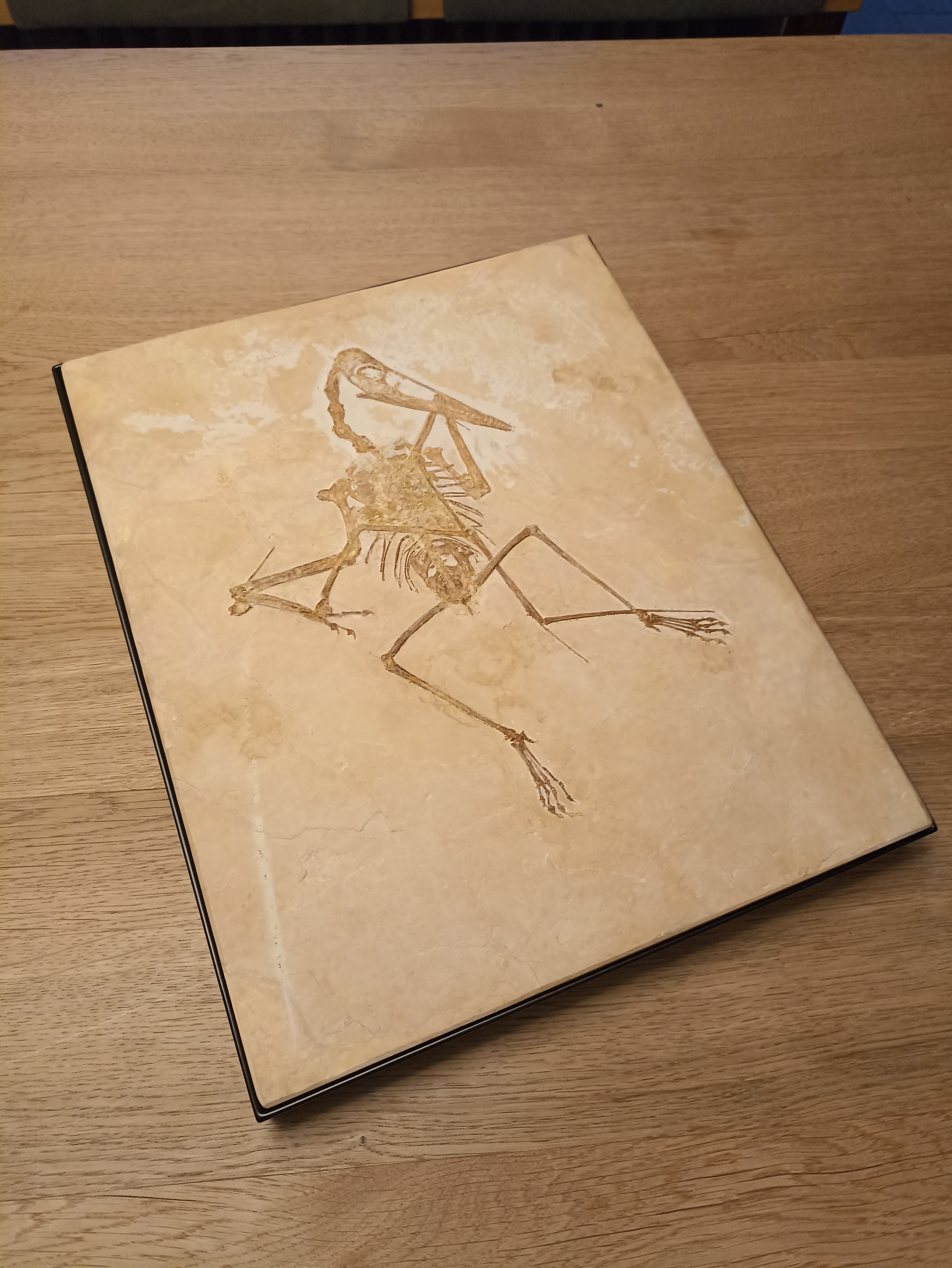 Rahmen für Plattenfossil