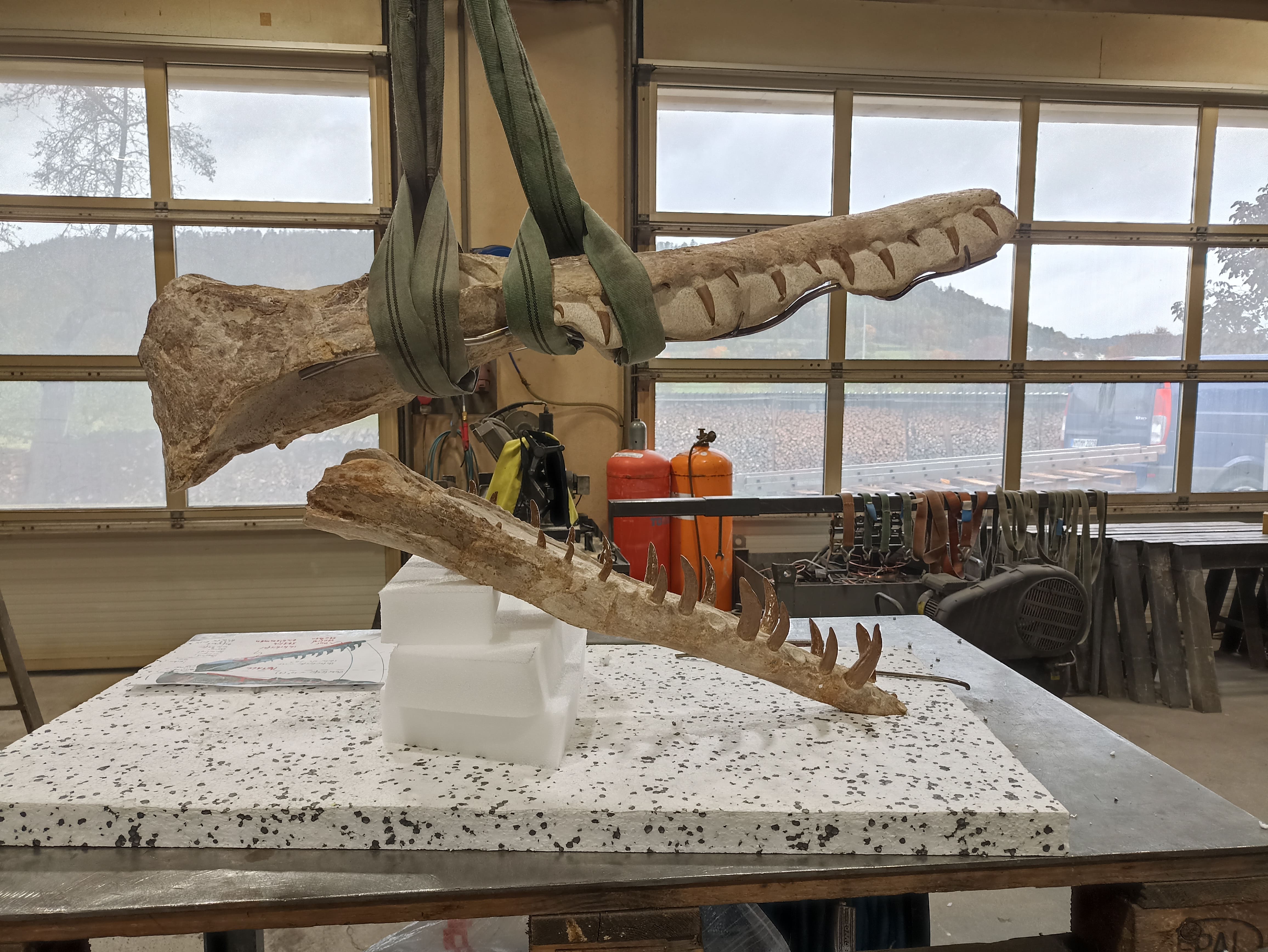 Skeletal mounting Pliosaurierschädel