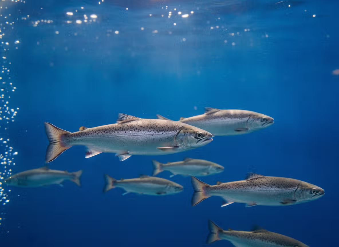 En gruppe laksefisk som svømmer under vann med blå bakgrunn og luftbobler.