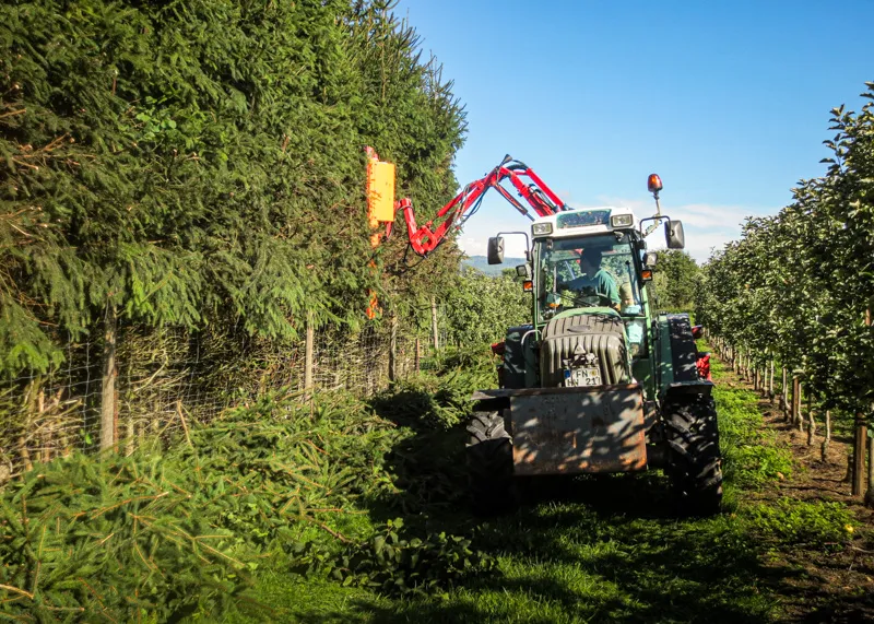 Traktor mit Auslegerschere schneidet eine Baumreihe