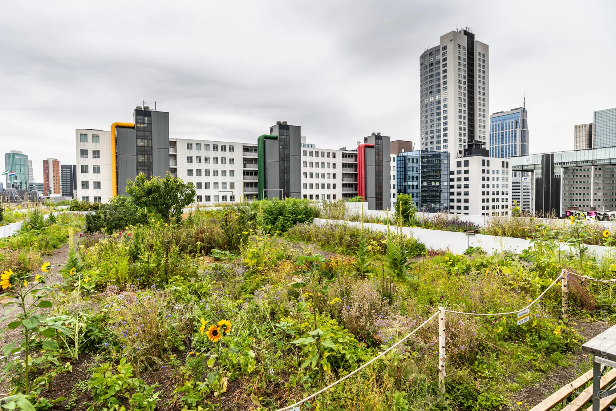 Stadslandbouw met zonnebloemen en wilde bloemen op een groen dak in Rotterdam, met op de achtergrond flatgebouwen en hoge kantoortorens van de skyline.
