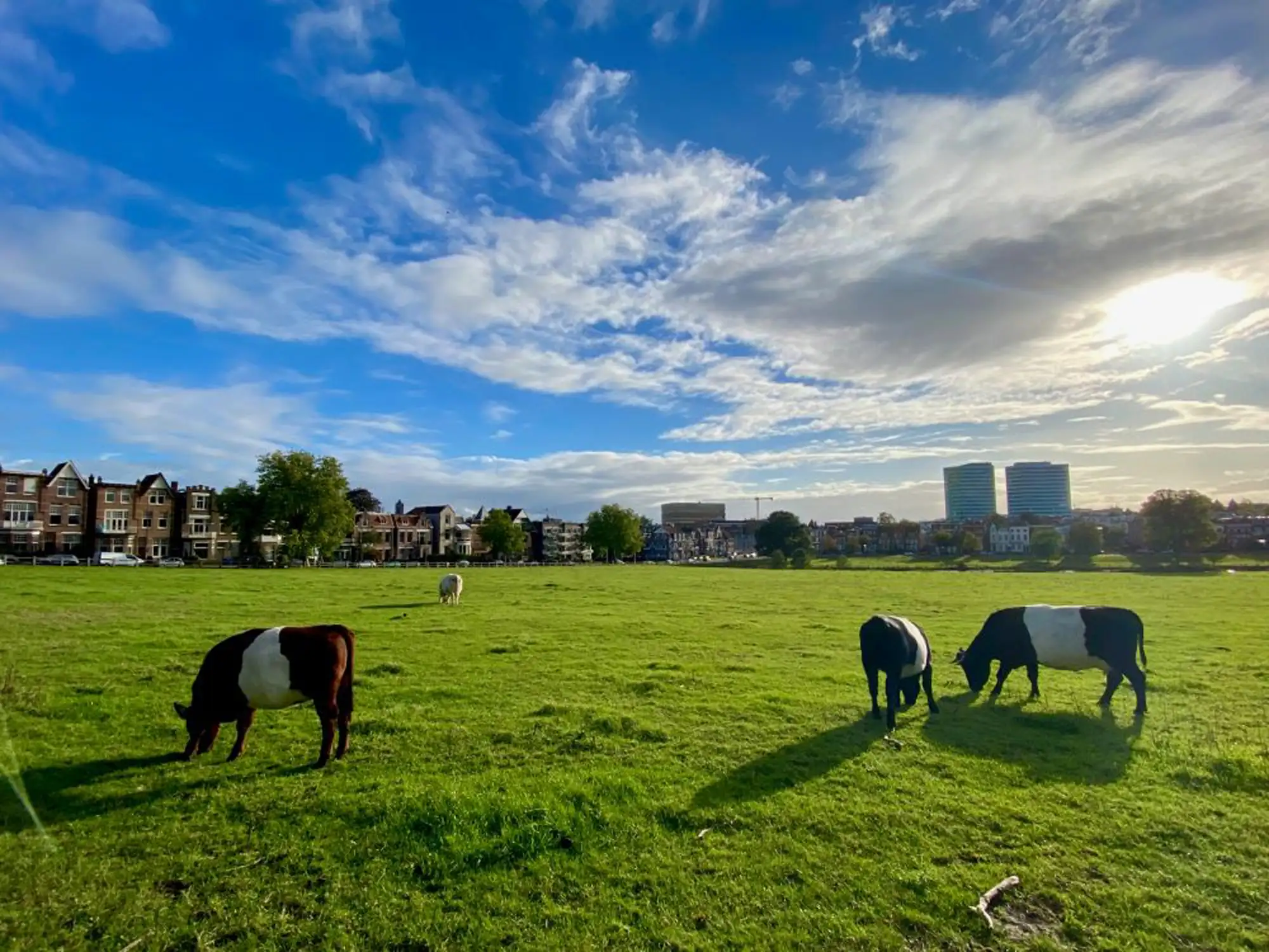 Lakenvelder koeien grazen op een groen stadsweide in Arnhem, met op de achtergrond historische herenhuizen, moderne torenflats en een blauwe lucht met wolken.