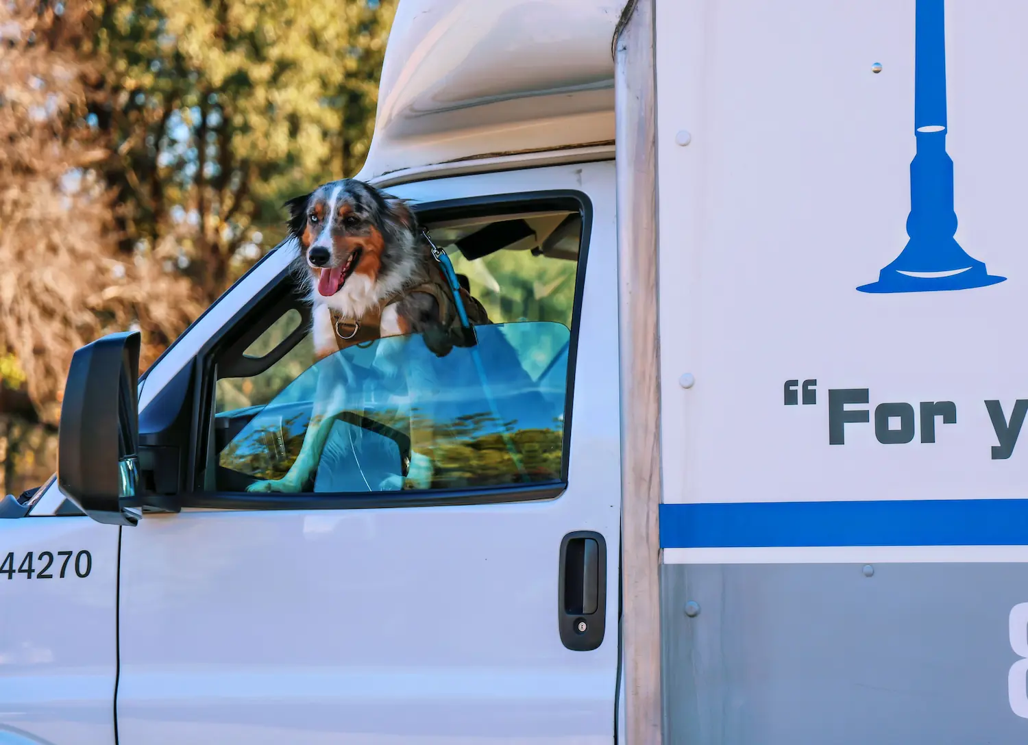 Happy dog with a leash sitting inside the open window of a white delivery truck.