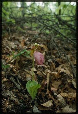 Pink Lady Slipper