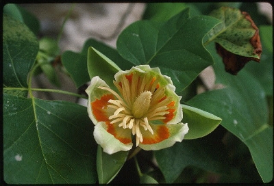 Tulip Popla