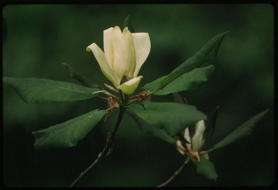 Mountain Magnolia
