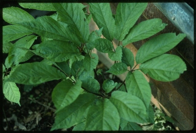 Ginseng