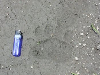 Bear print Bear print