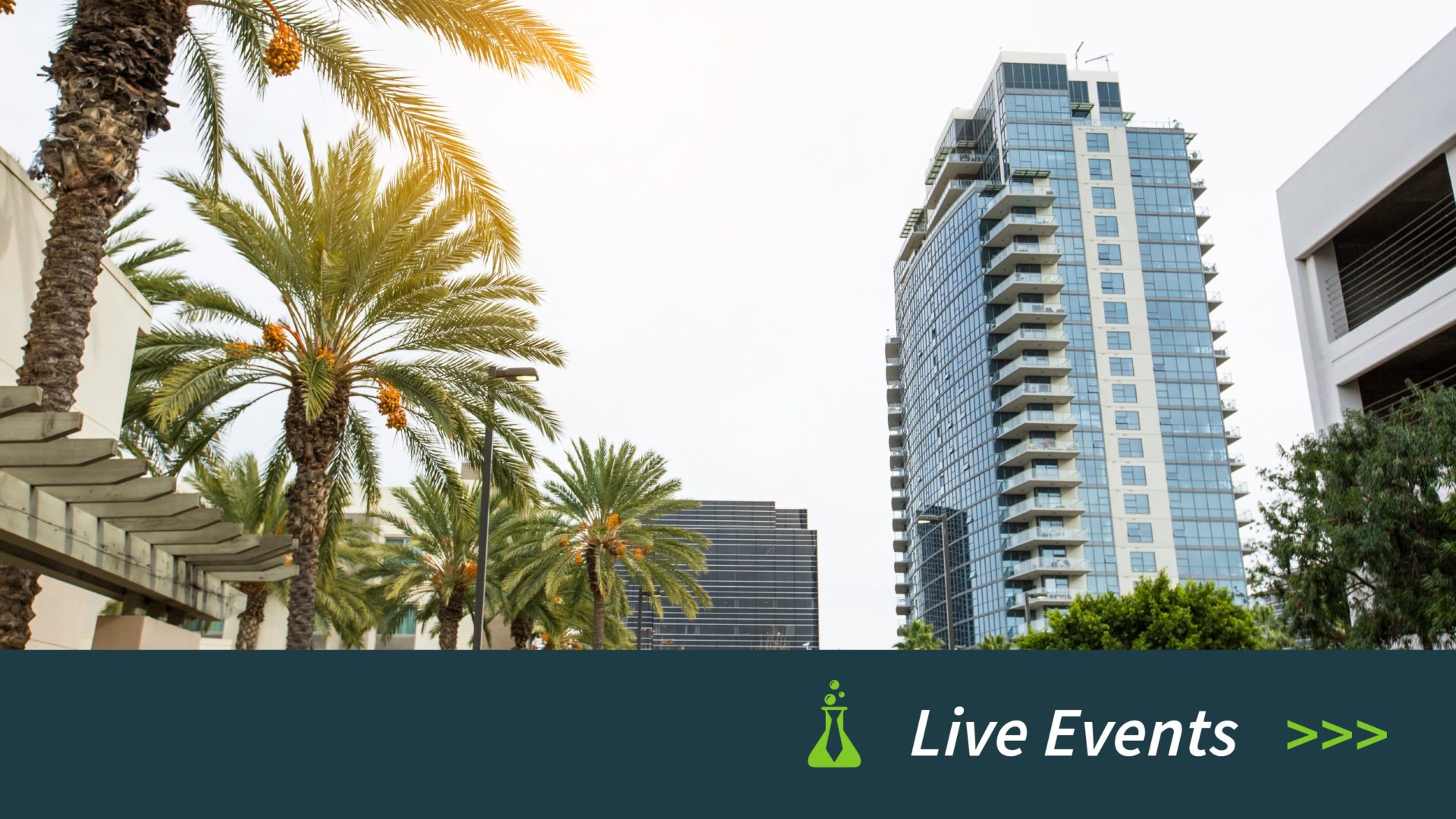 Tall palm trees and modern glass buildings against a clear sky in an urban setting.