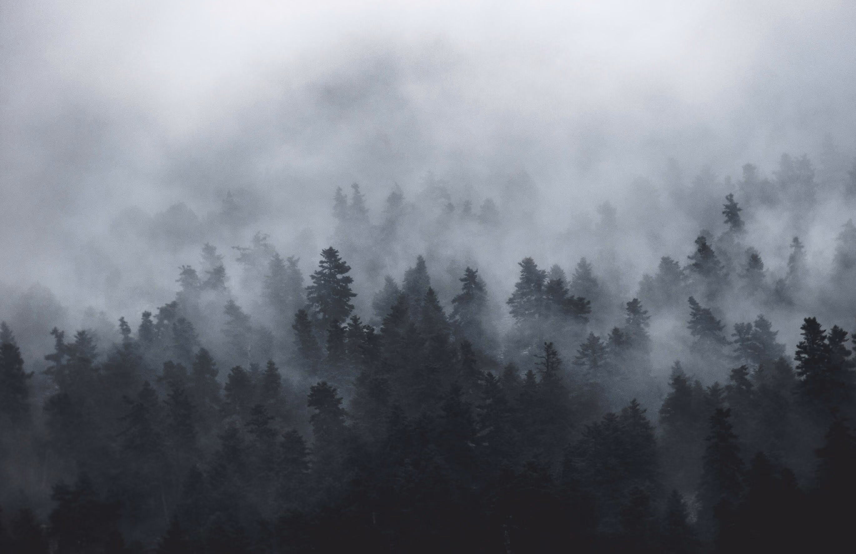 A pine forest with fog coming off of the trees