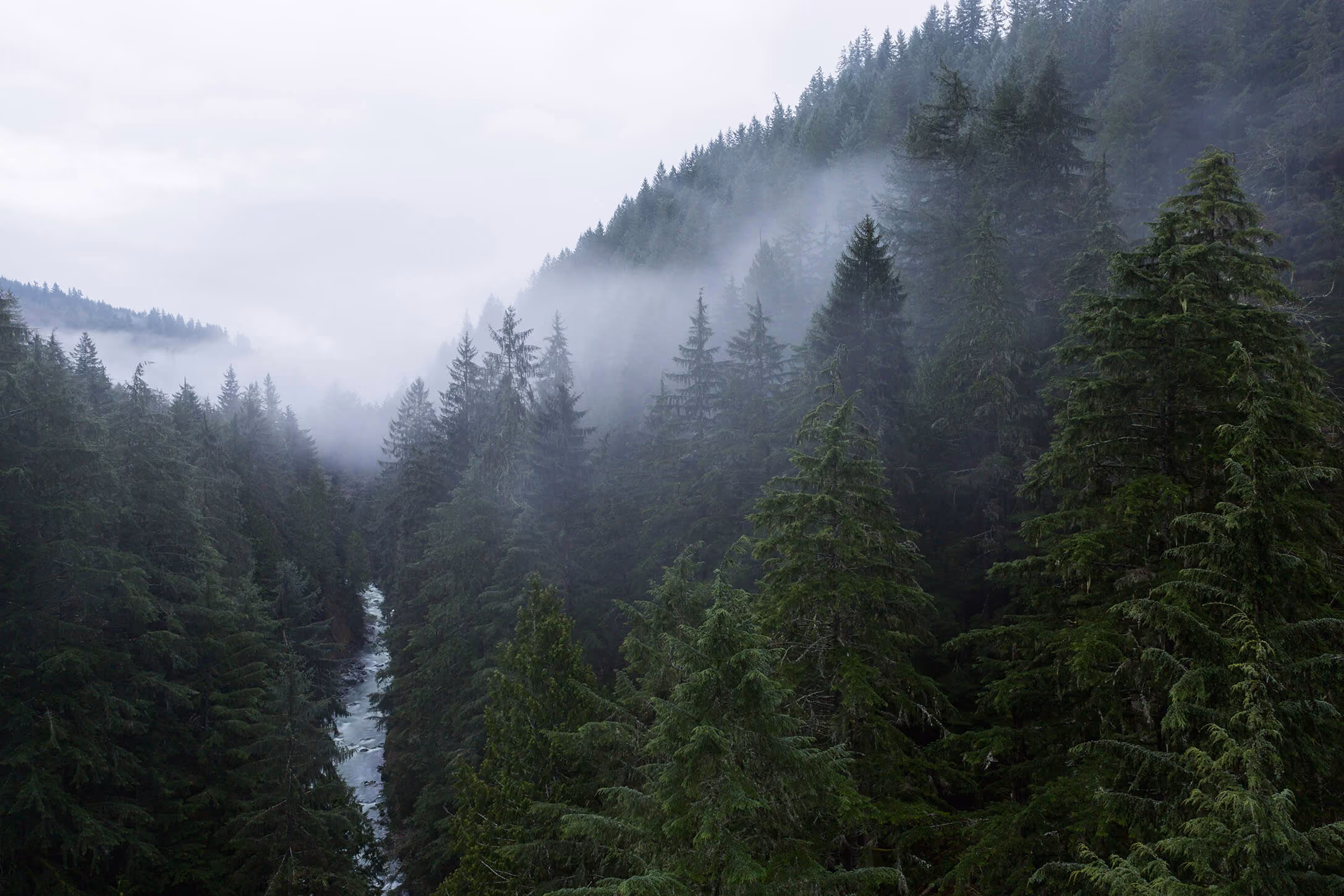 Pine trees with a river