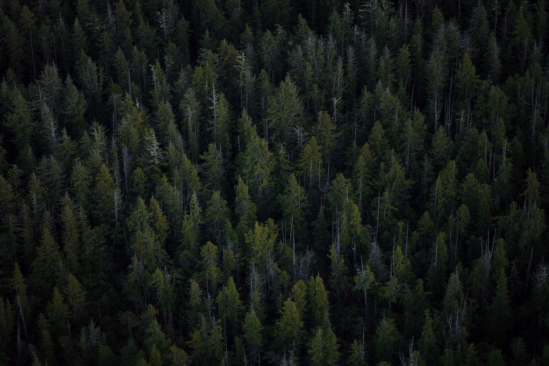 A pine forest