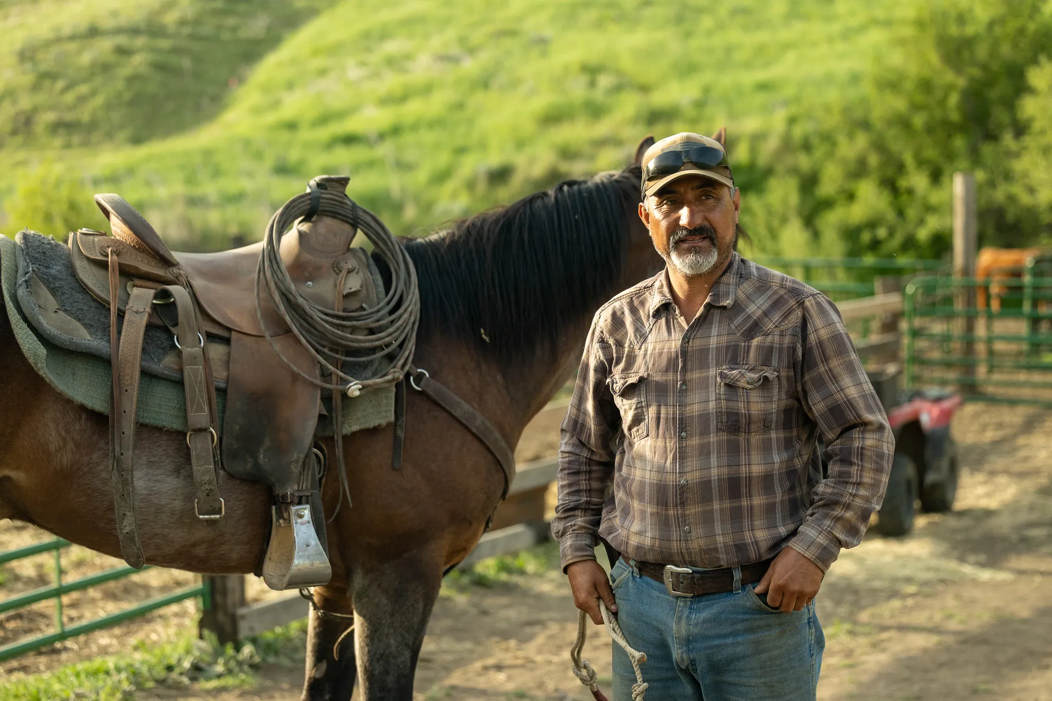 Rider with cattle on the ridge