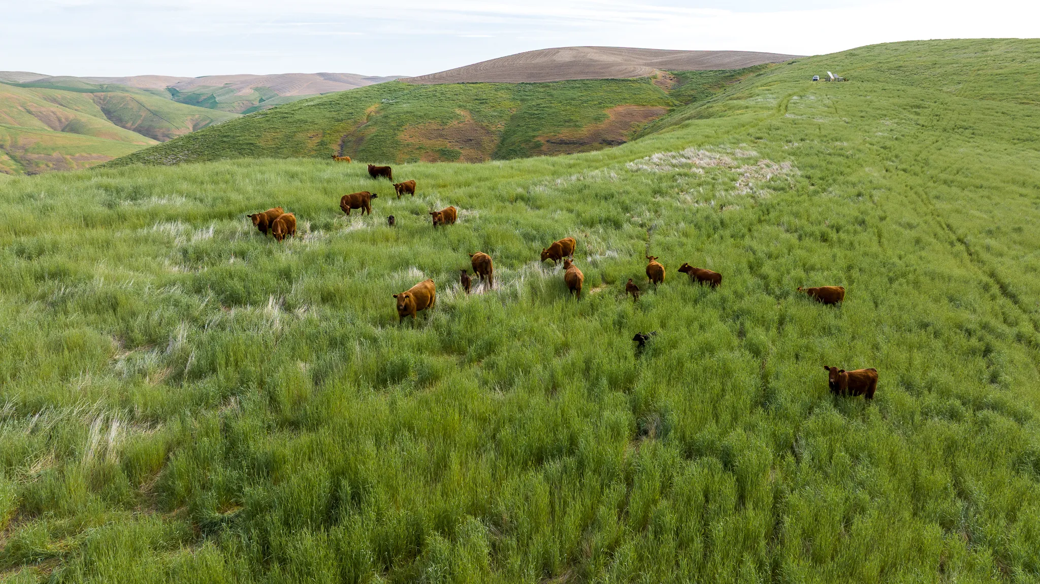 Backlit cow and calf in pasture