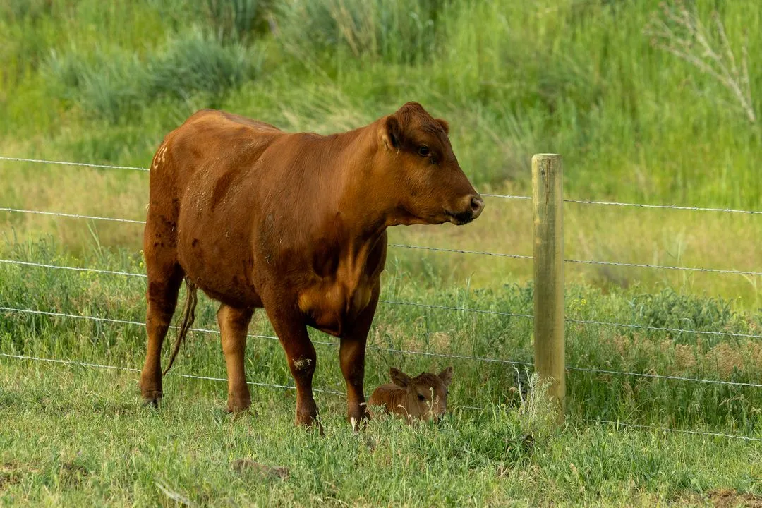 Red Angus by the fence