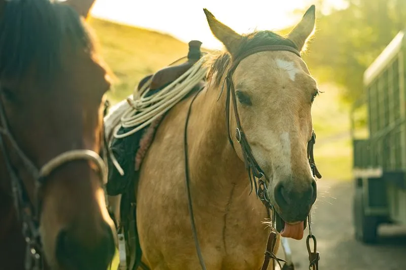 Saddled horse at the trailer