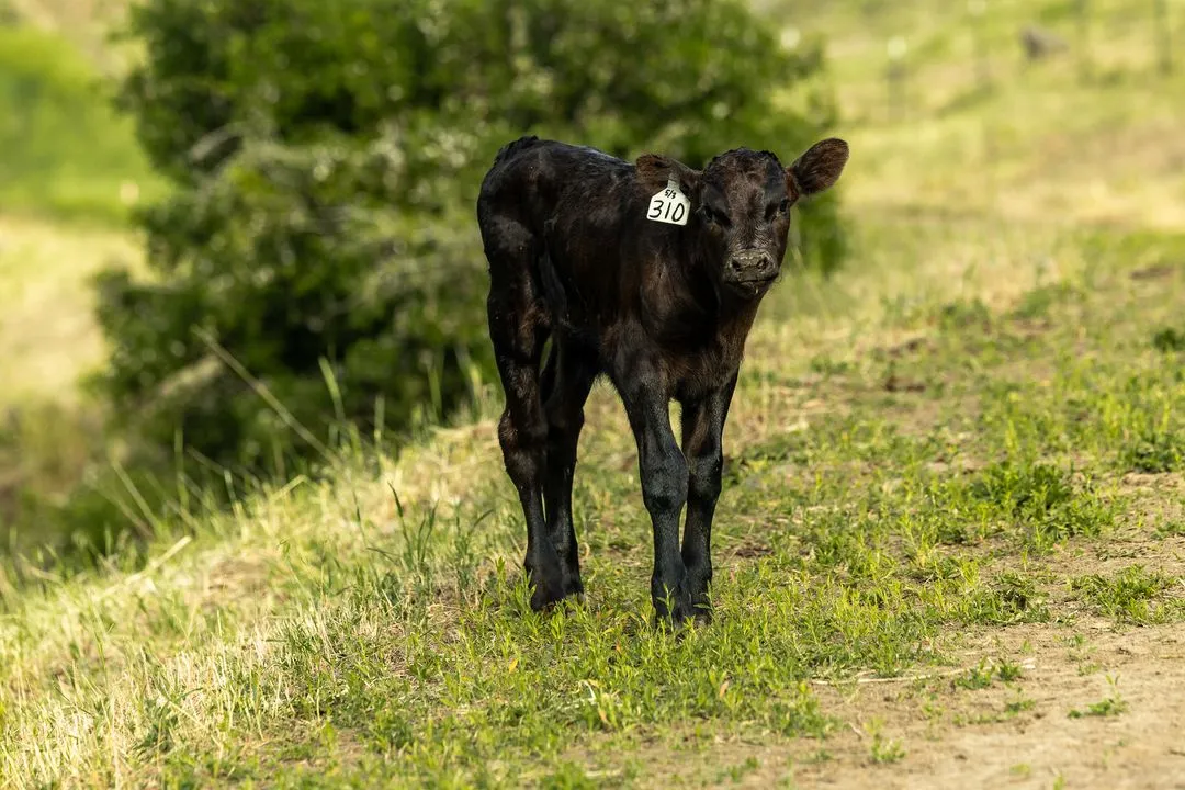 Cow and calf at the fence