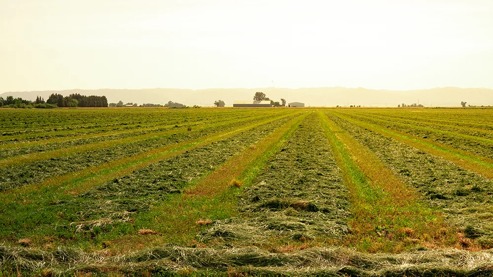 Forage field