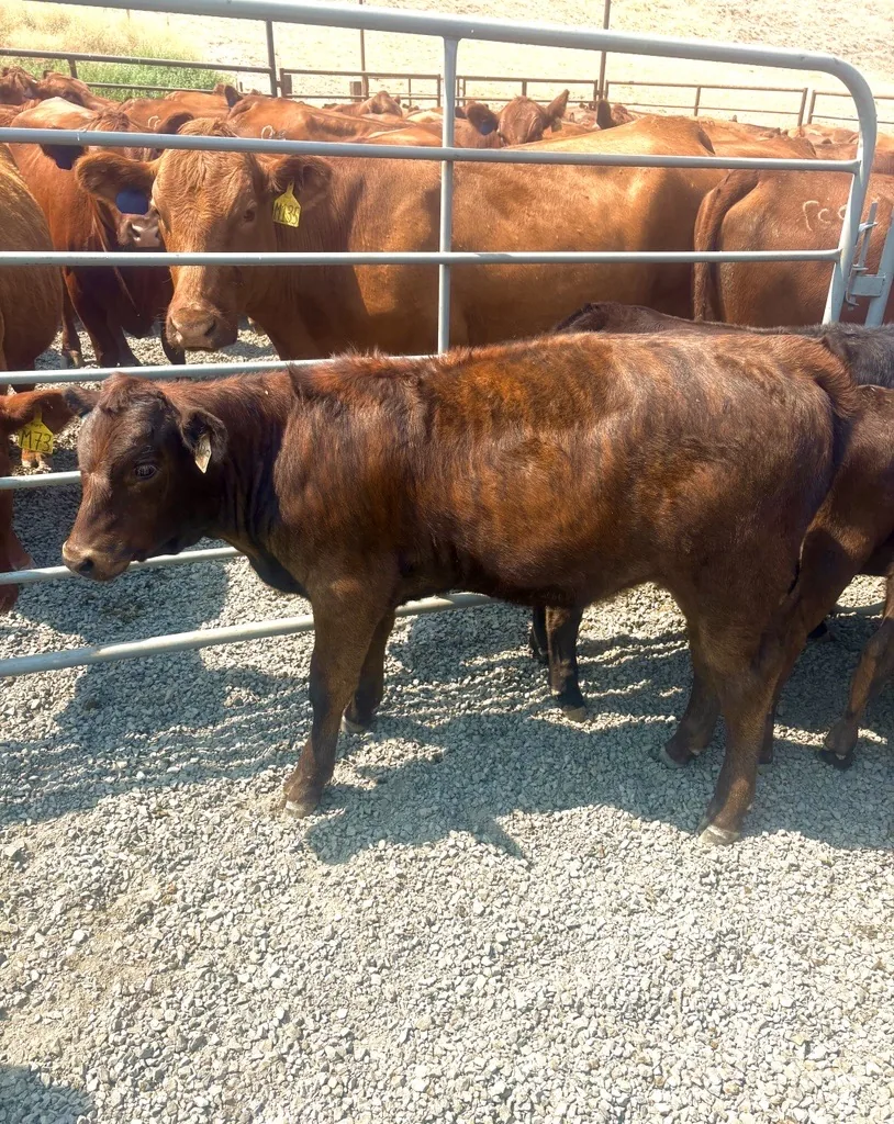 Red Angus cows and a calf behind a corral gate