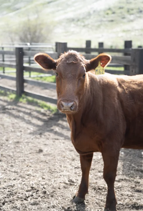 A Red Angus cow in the corral at Century Cattle Co.