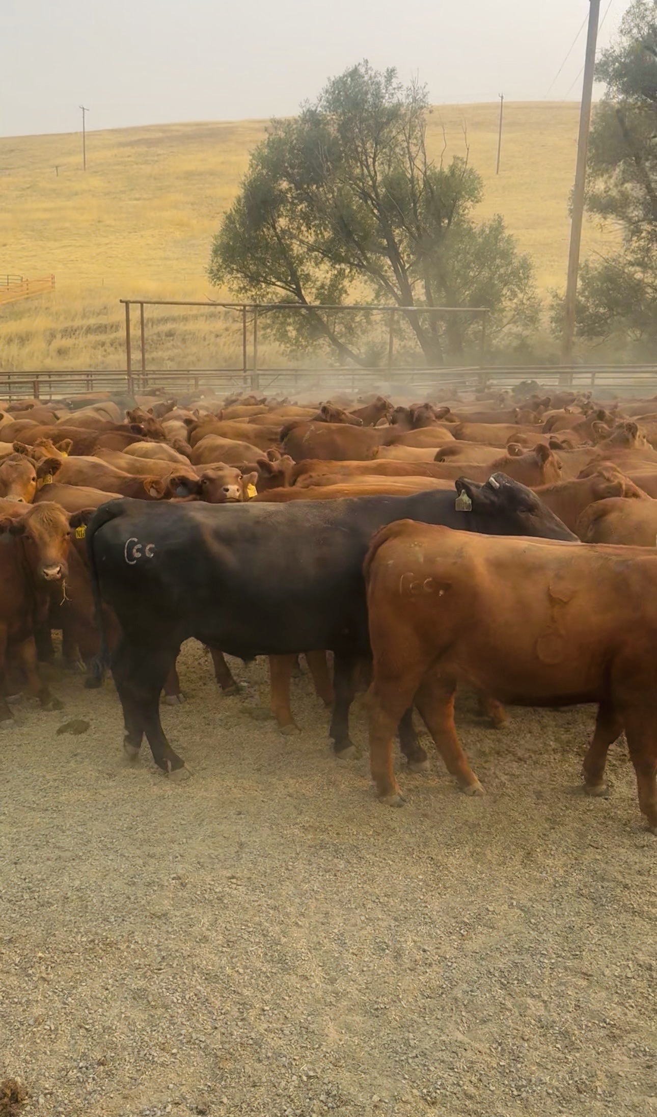 A Wagyu-cross steer among the Red Angus herd in the corral