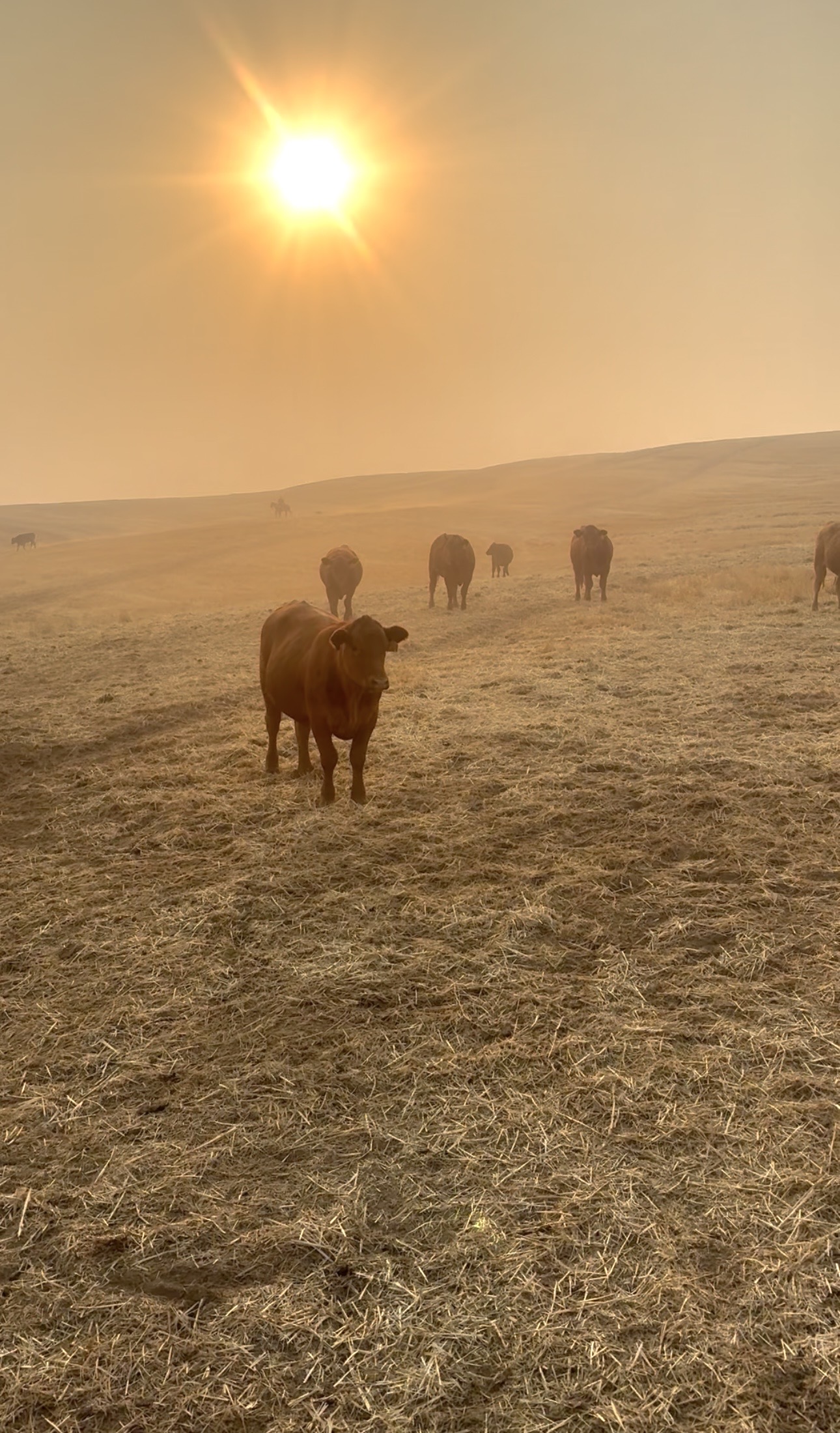 Red Angus cows grazing stubble ground at sunrise in smoky late-summer haze