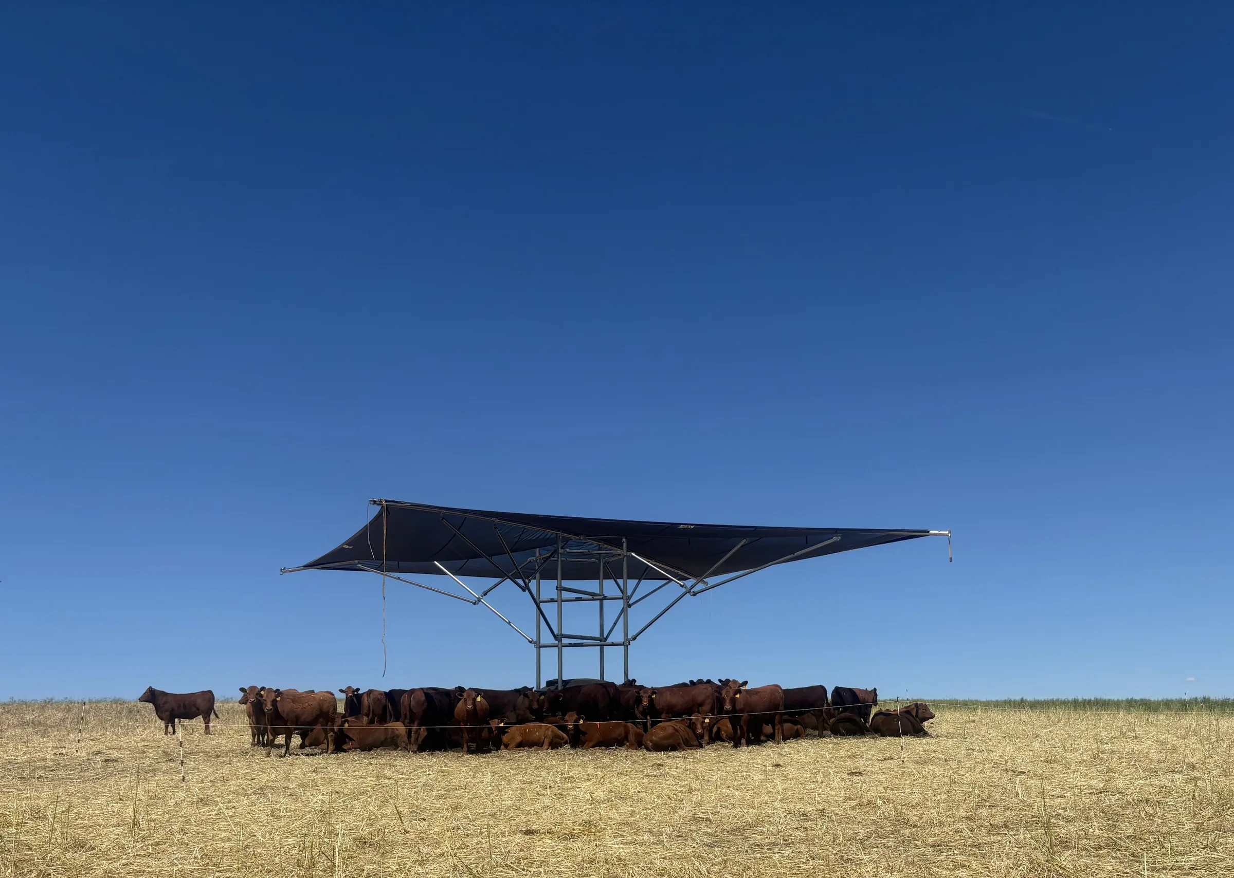 Cattle under a mobile shade structure
