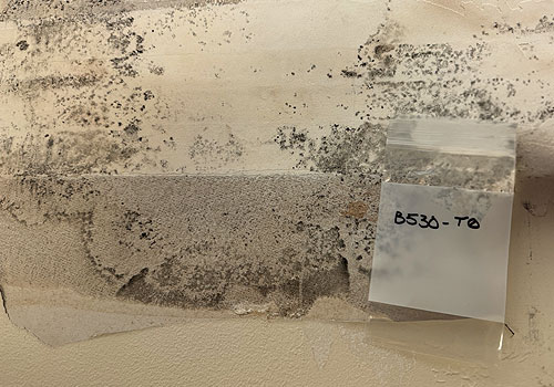 Close-up of mold growth on a wall with a labeled sample bag for laboratory testing