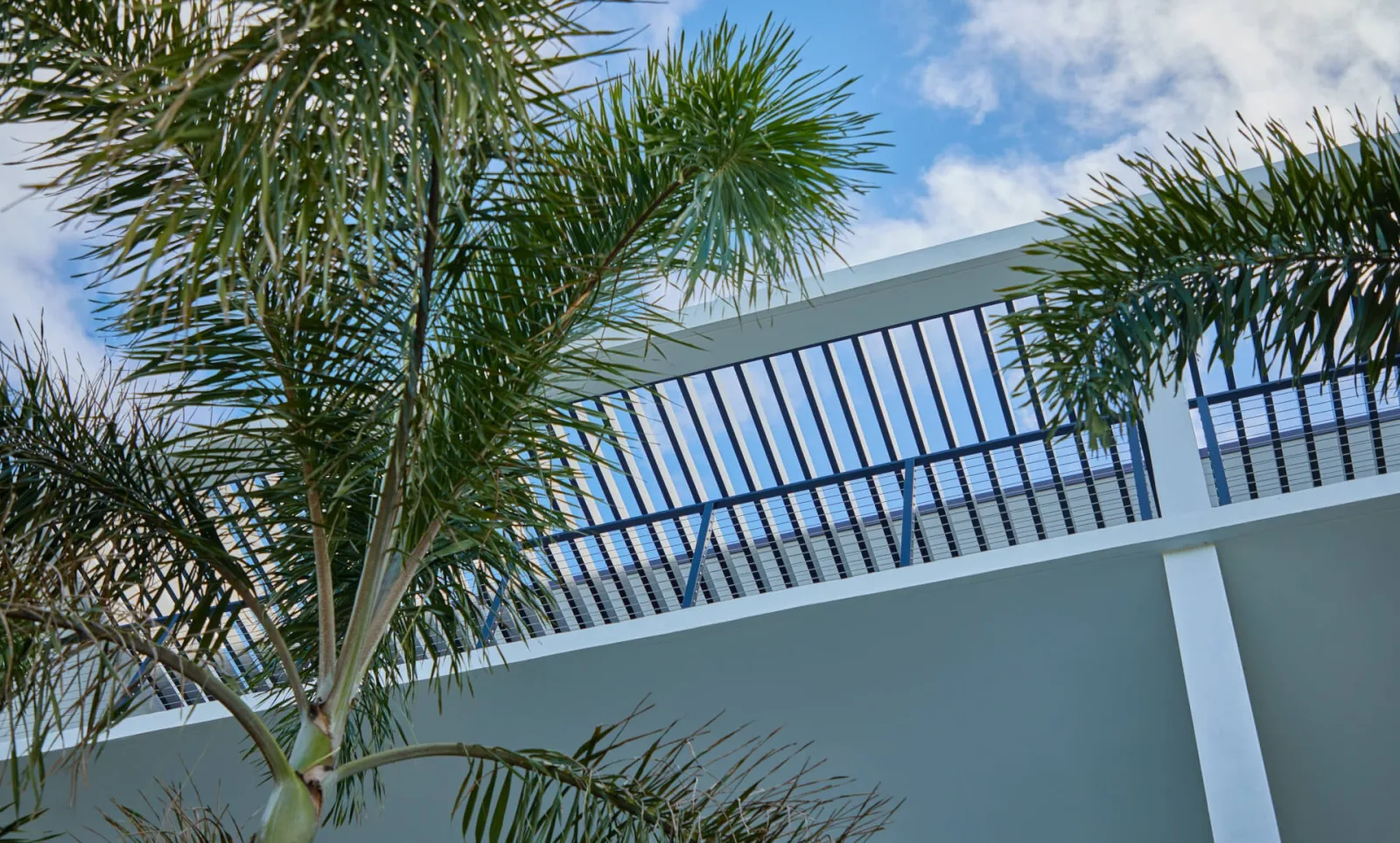 Looking up past palm fronds at black railing along a white rooftop parapet