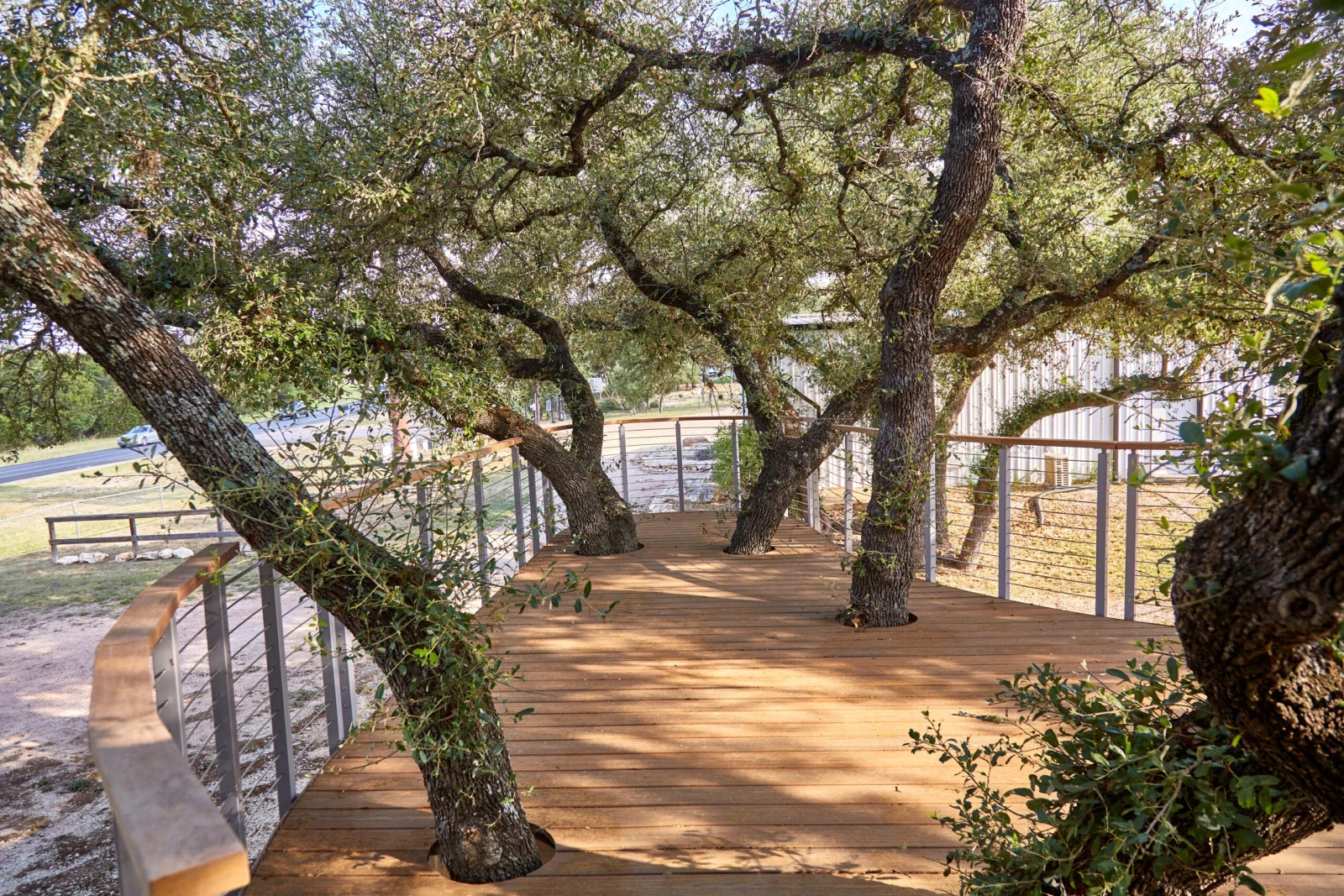 Curved deck boards threading between tree trunks with railing following the outside edge