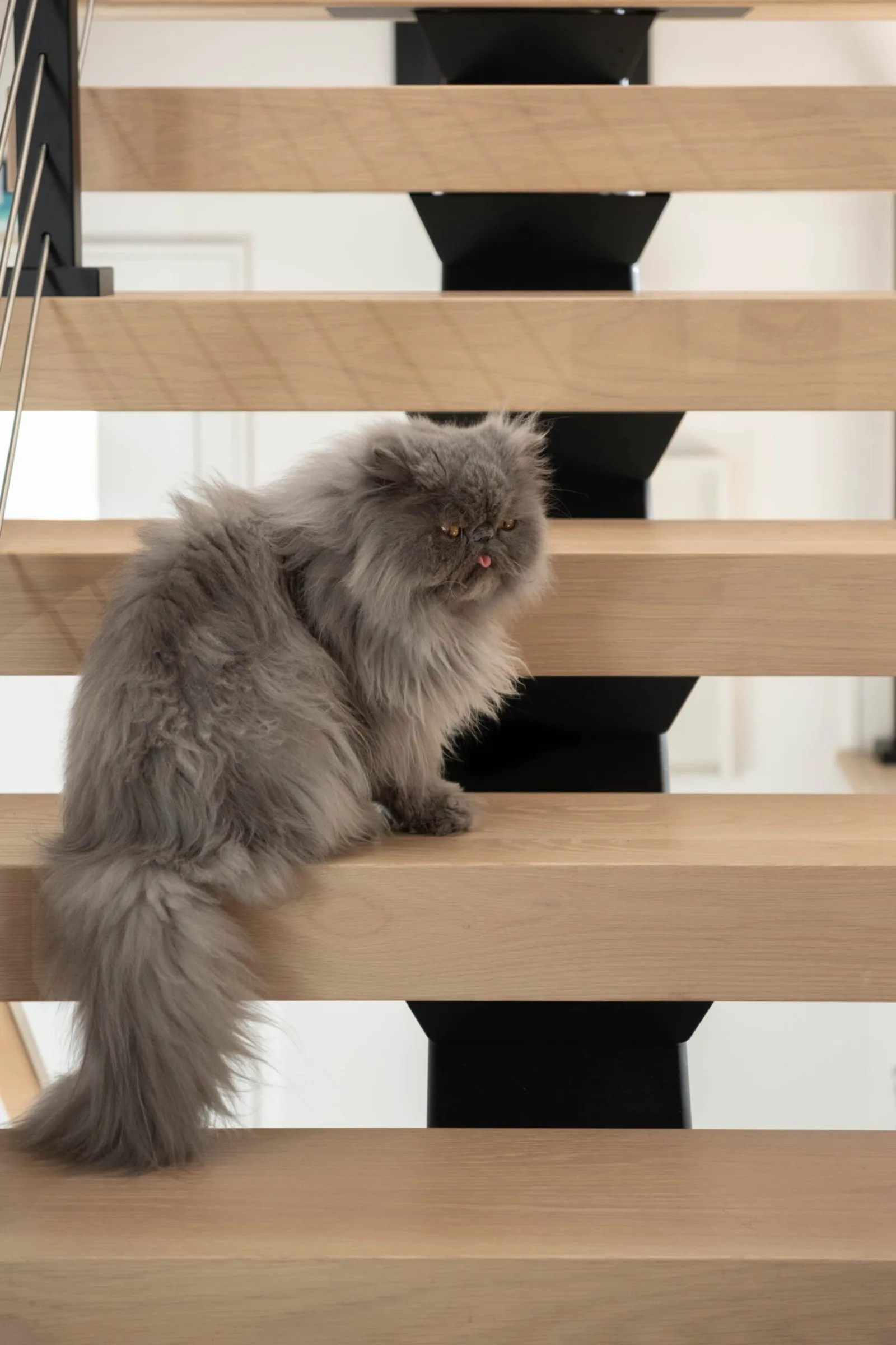 Long-haired cat sitting on a light wood open-riser tread of the stair
