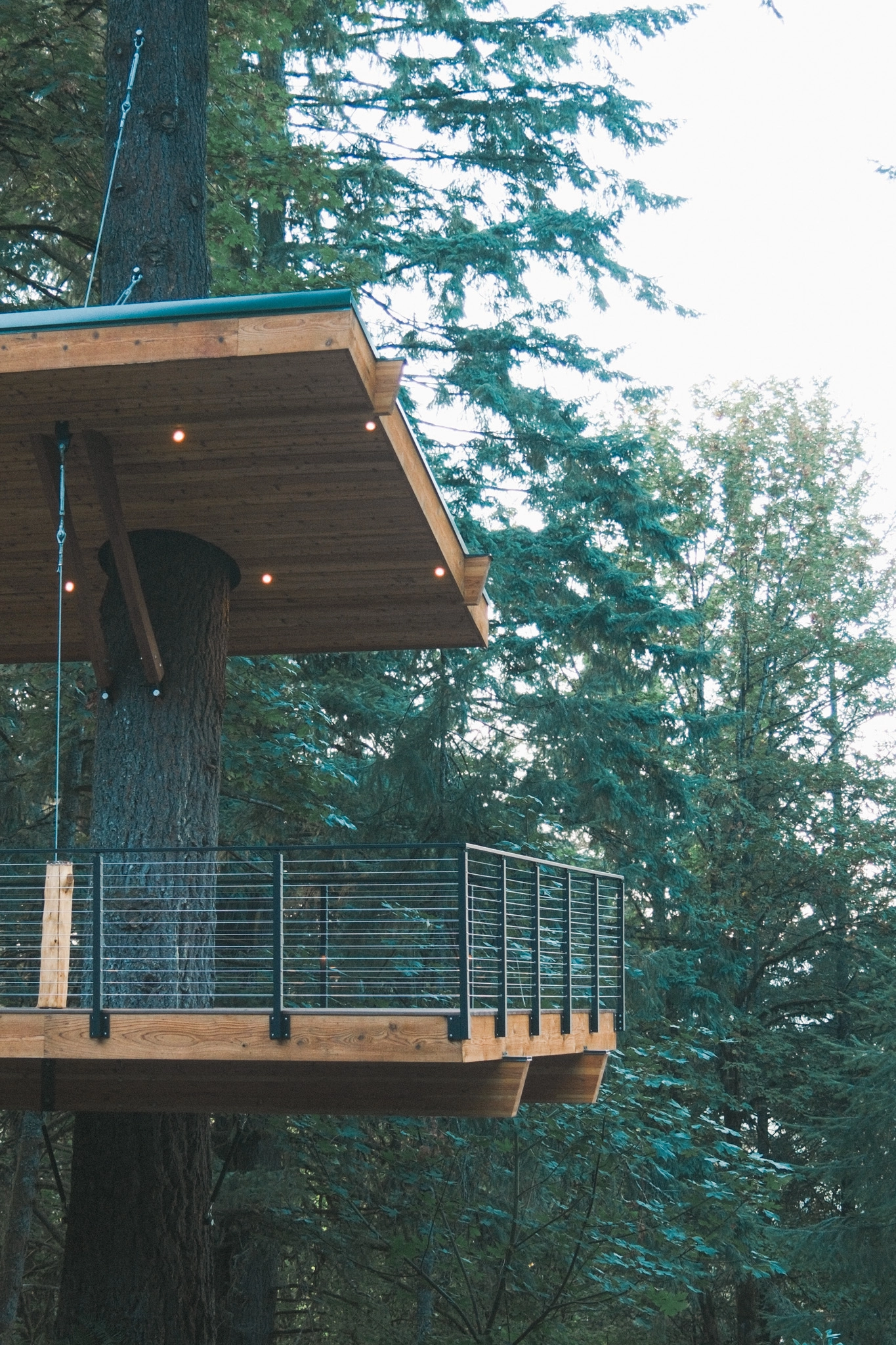 Cantilevered deck wrapped in cable railing built around a towering tree trunk